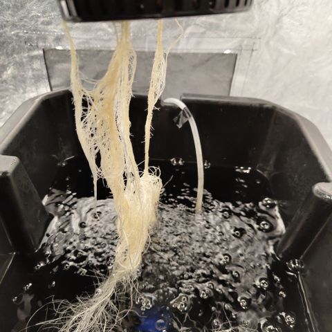 Mysteria growlog timeline photo