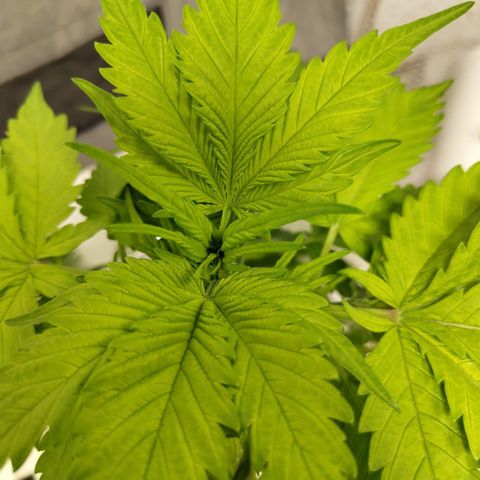 Mysteria growlog timeline photo