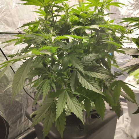Apple Fritter #1.2 growlog timeline photo