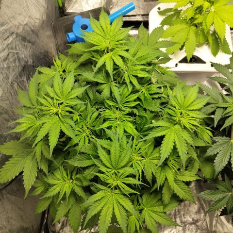 Apple Fritter #1.2 growlog timeline photo