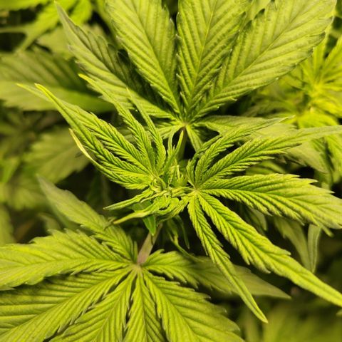 Apple Fritter #1.2 growlog timeline photo