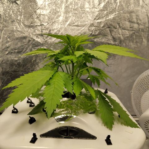 Mysteria growlog timeline photo