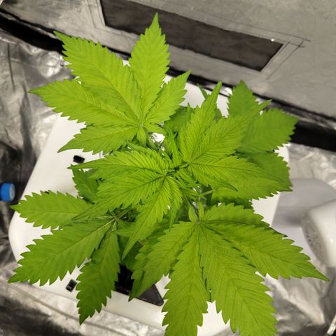 Mysteria growlog timeline photo