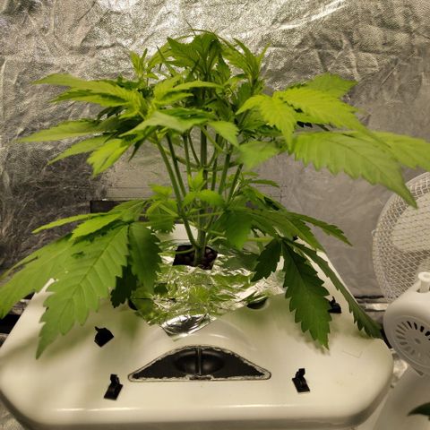 Mysteria growlog timeline photo