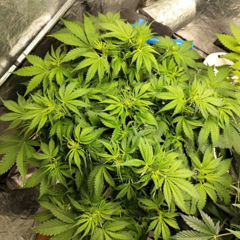 Apple Fritter #1.2 growlog timeline photo