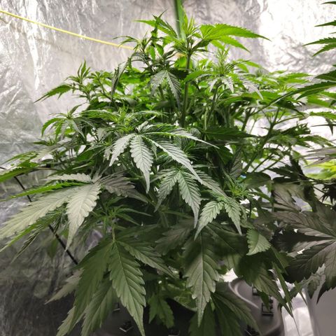 Apple Fritter #1.2 growlog timeline photo
