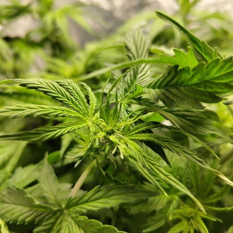 Apple Fritter #1.2 growlog timeline photo