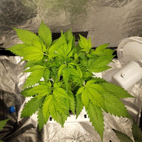 Mysteria growlog timeline photo