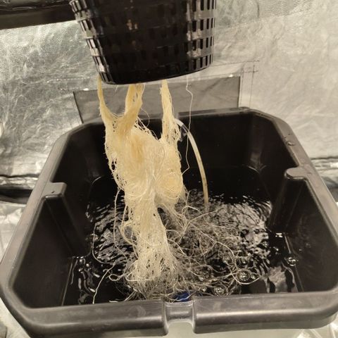 Mysteria growlog timeline photo