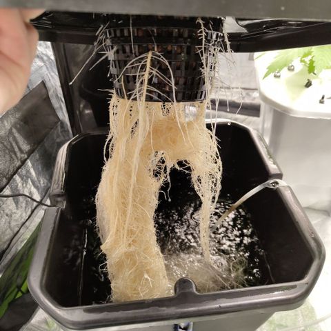 Apple Fritter #1.2 growlog timeline photo