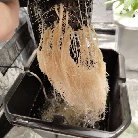 Apple Fritter #1.2 growlog timeline photo