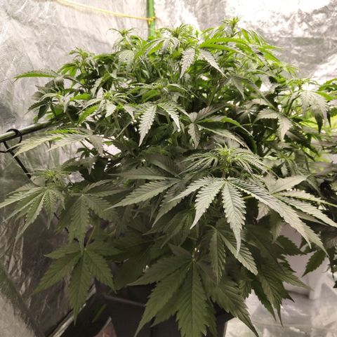 Apple Fritter #1.2 growlog timeline photo