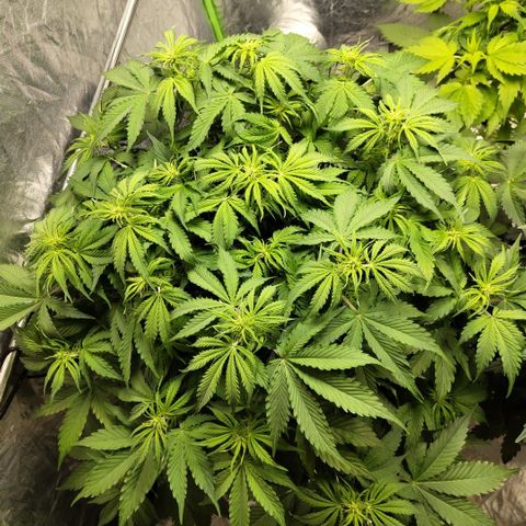 Apple Fritter #1.2 growlog timeline photo