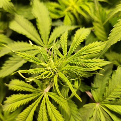 Apple Fritter #1.2 growlog timeline photo