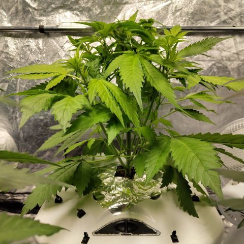 Mysteria growlog timeline photo
