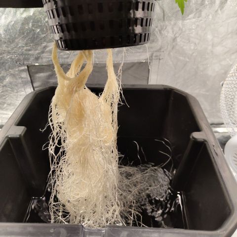 Mysteria growlog timeline photo