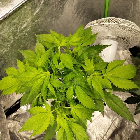 Mysteria growlog timeline photo