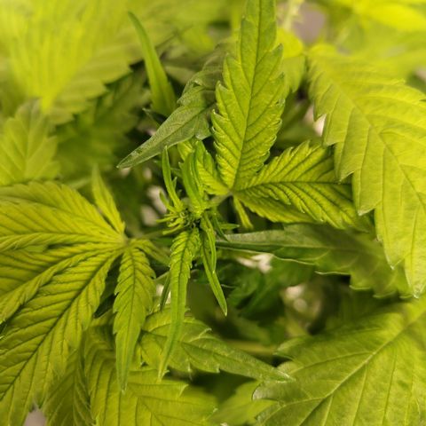 Mysteria growlog timeline photo