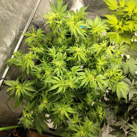 Apple Fritter #1.2 growlog photo: After trim