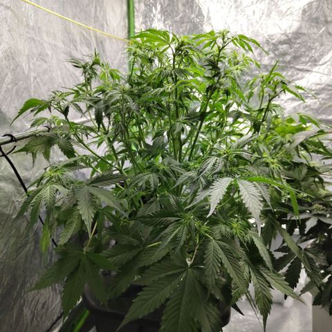 Apple Fritter #1.2 growlog photo: After trim