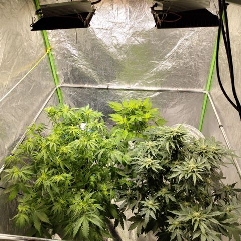 Mysteria growlog timeline photo