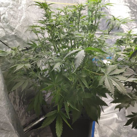 Apple Fritter #1.2 growlog timeline photo