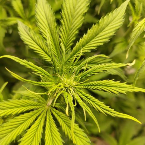 Apple Fritter #1.2 growlog timeline photo