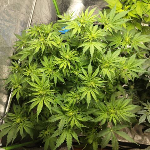 Apple Fritter #1.2 growlog timeline photo