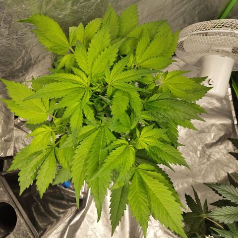 Mysteria growlog timeline photo