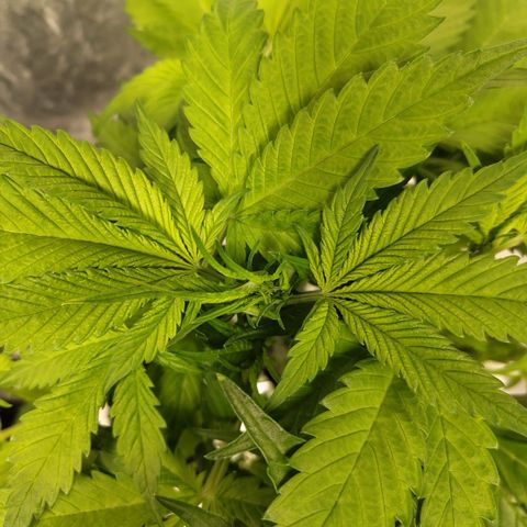 Mysteria growlog timeline photo