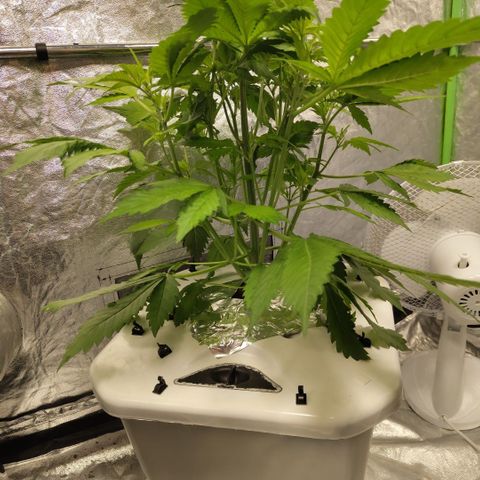 Mysteria growlog timeline photo
