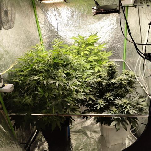 Mysteria growlog photo: Explosive growth after trip