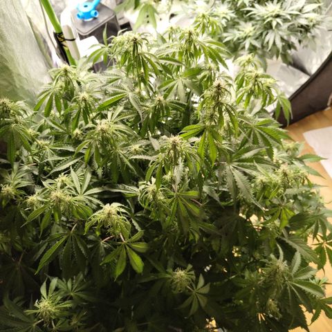 Apple Fritter #1.2 growlog timeline photo