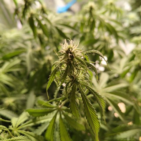 Apple Fritter #1.2 growlog timeline photo