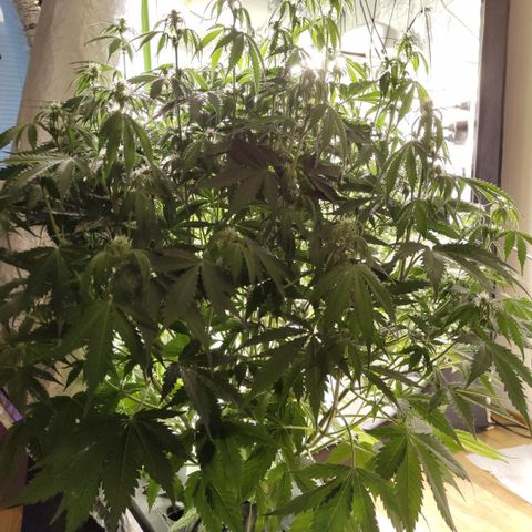 Apple Fritter #1.2 growlog timeline photo