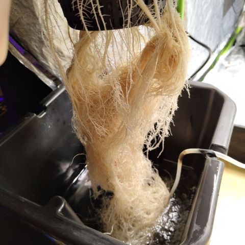 Apple Fritter #1.2 growlog timeline photo