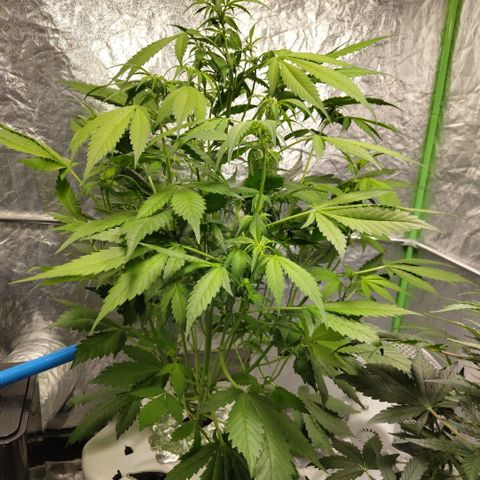 Mysteria growlog timeline photo