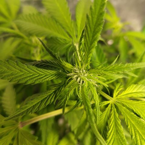 Mysteria growlog timeline photo