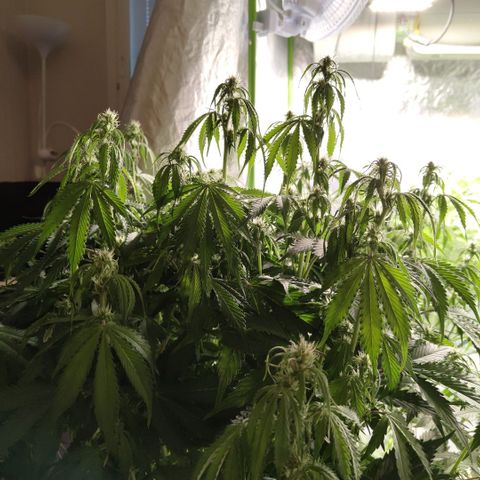 Apple Fritter #1.2 growlog timeline photo