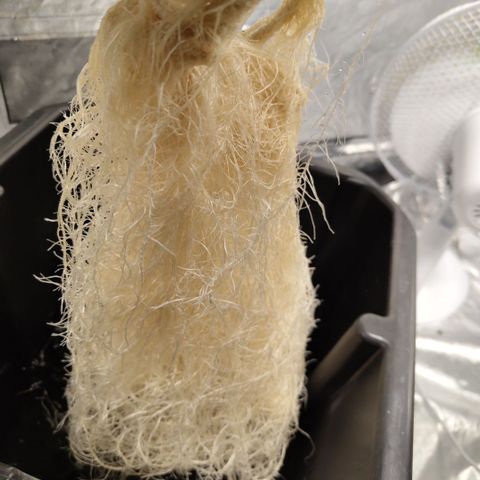 Mysteria growlog timeline photo