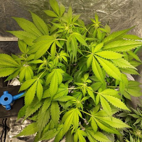 Mysteria growlog timeline photo