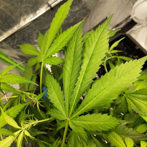 Mysteria growlog photo: Biggest leaves ive ever had