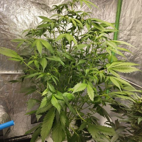Mysteria growlog timeline photo
