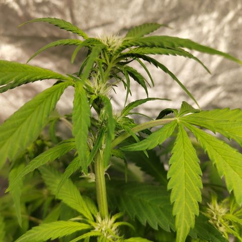Mysteria growlog timeline photo