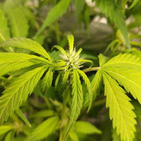 Mysteria growlog timeline photo