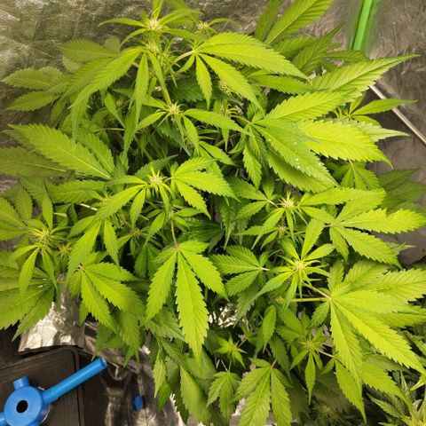 Mysteria growlog timeline photo