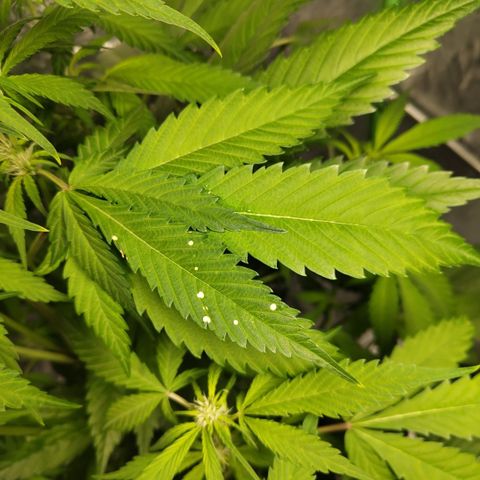 Mysteria growlog photo: Probs