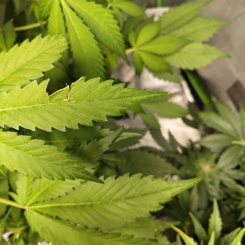 Mysteria growlog photo: Probs