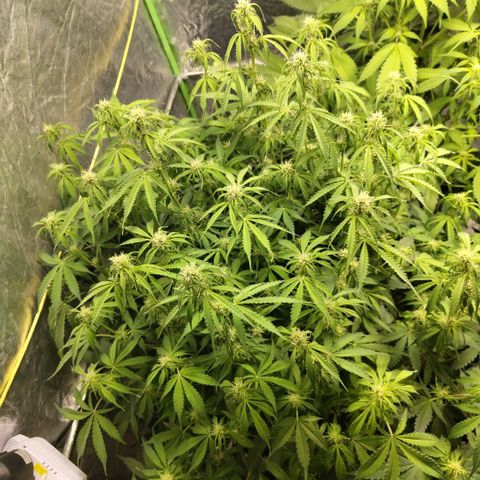 Apple Fritter #1.2 growlog timeline photo