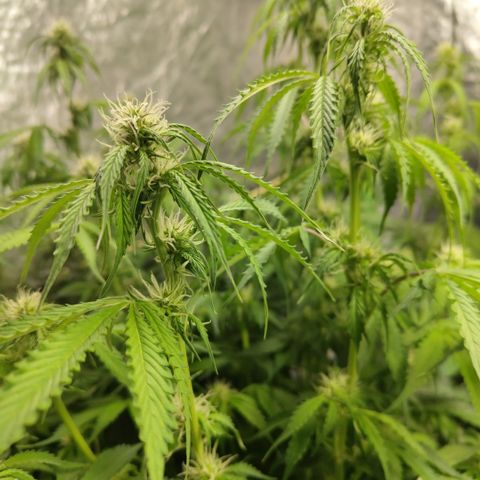 Apple Fritter #1.2 growlog timeline photo